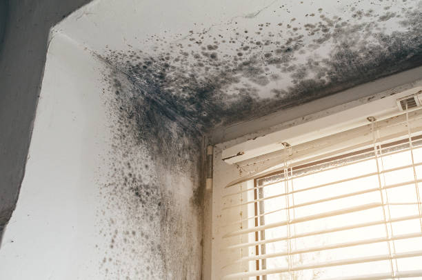 Affordable Commercial Mold Remediation solutions in Bahama, NC